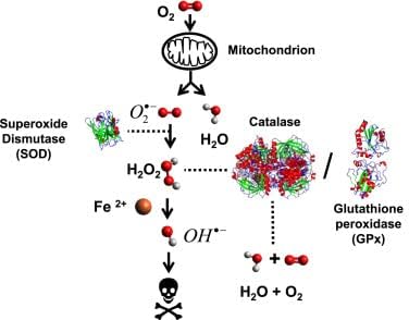 Catalase 60000 - Science Smart - Unique - Highest Potency Full Absorption Enzyme Supplement. 31 doses for 1 Month use. (10mL).