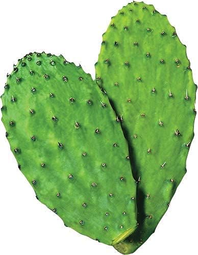 Maxx Herb Organic Nopal Cactus Powder for Healthy Digestion &amp Immune Support High in Dietary Fiber &amp Calcium Vegan Non-GMO and Gluten Free - 3 Bags 12 Oz Each - Save 15%