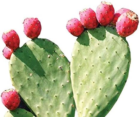 Maxx Herb Red Nopal Cactus Powder Prickly Pear Powder - for Digestion &amp Immune Support High in Dietary Fiber Vegan Non-GMO and Gluten Free - 10 Oz Bag (28 Servings)