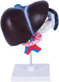 FROON Human Organ Model Artificial Liver Pancreas Duodenum Model Liver Teaching Aids Medical Liver Anatomy Model Detachable Into 3 Parts for Study Tools for School Study
