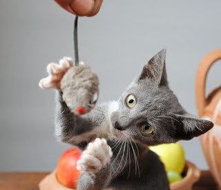 Fish Oil for Cats Spray - Omega 3 - for Cats - Heart Brain and Joint Function - SOFTGELS - cat Omega 3 Oil - 2 Bottle (360 SOFTGELS)