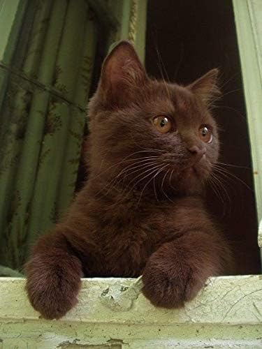 I LOVE MY PETS LLC Omega 3 cat Food - Omega 3 Fatty ACIDS for Cats - Best Health Option - Premium - Omega for Cats - 180 Softgels (1 Bottle)