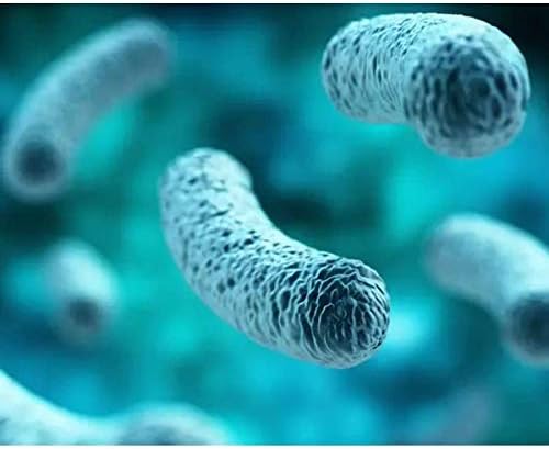 BariatricPal Probiotic 100 Billion CFU Gastrointestinal &amp Immune Health Capsules (30ct)