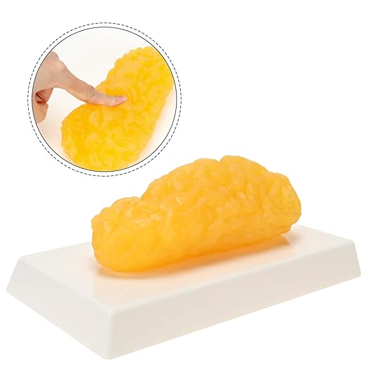 RONTEN 1 lb Human Fat Anatomical Model A True Replica of Human Body Fat Perfect for Nutritionists Fitness Enthusiasts to Display