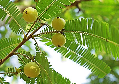 Terrasoul Superfoods Organic Amla Powder (Amalaki) 4 Lbs - Rich in Antioxidant Vitamin C | Supports Immunity
