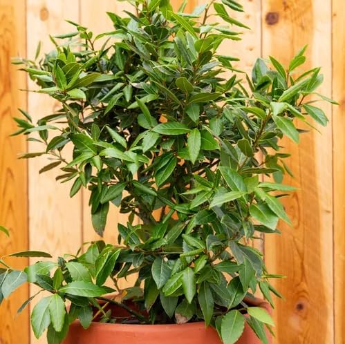 Mediterranean Bay Leaf Bay Laurel Live Plant. Standard Variety - Laurus Nobilis. Live Plant. Fragrant Fresh Edible. Best for Ground Planting Outdoor. (4 Bay Laurel Plants in Sac)