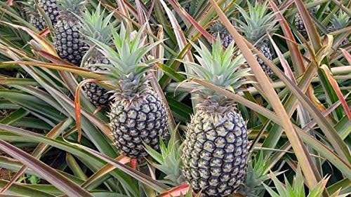 Pineapple Bromelain Digestive Enzyme Supplements a Blend of Green Papaya Powder and Bromelaine 350 Grams