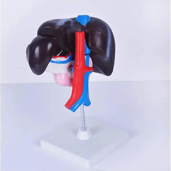 FROON Human Organ Model Artificial Liver Pancreas Duodenum Model Liver Teaching Aids Medical Liver Anatomy Model Detachable Into 3 Parts for Study Tools for School Study