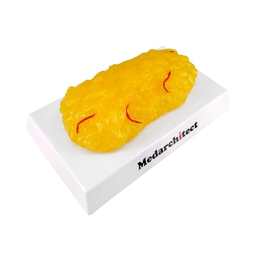 Medarchitect Authentic Human Body Fat &amp Muscle Replica - 1 lb