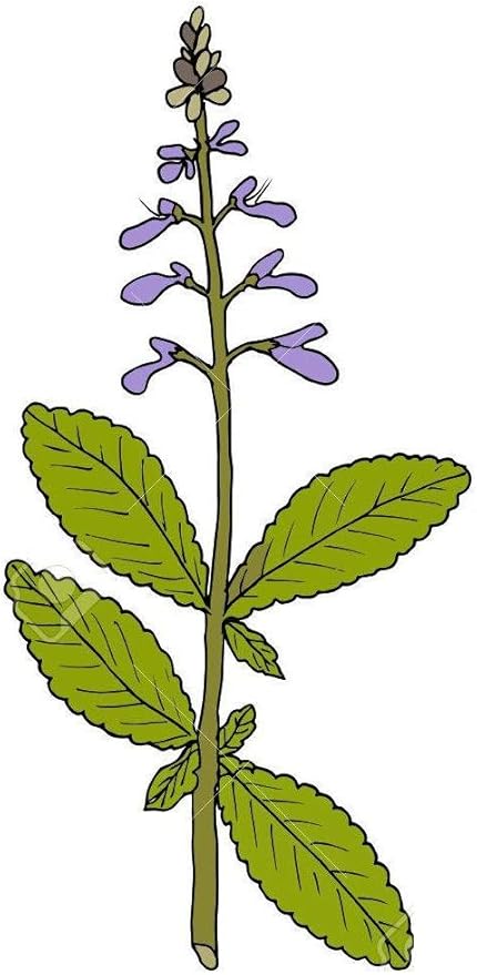 Coleus Forskohlii Powder- 200 g Pack of 1