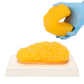 Human Body Fat Replica 1 lb Fat Anatomy Model for Anatomy Class Display Stay Healthy Weight Loss Motivation Reminder