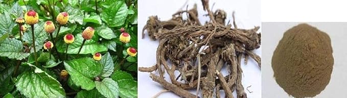 Natural &amp Pure Anacyclus Pyrethrum Root Powder Akarkara Powder Akar Kara Root Powder Pellitory Powder - 100 Gram