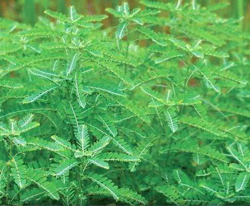 Bhumi Amla Supreme - Chanca Piedra – Harmony Nutraceutical Highest Potency Maximum Bioactivity Pure Herbal Supplement for Liver Gallbladder &amp Kidney