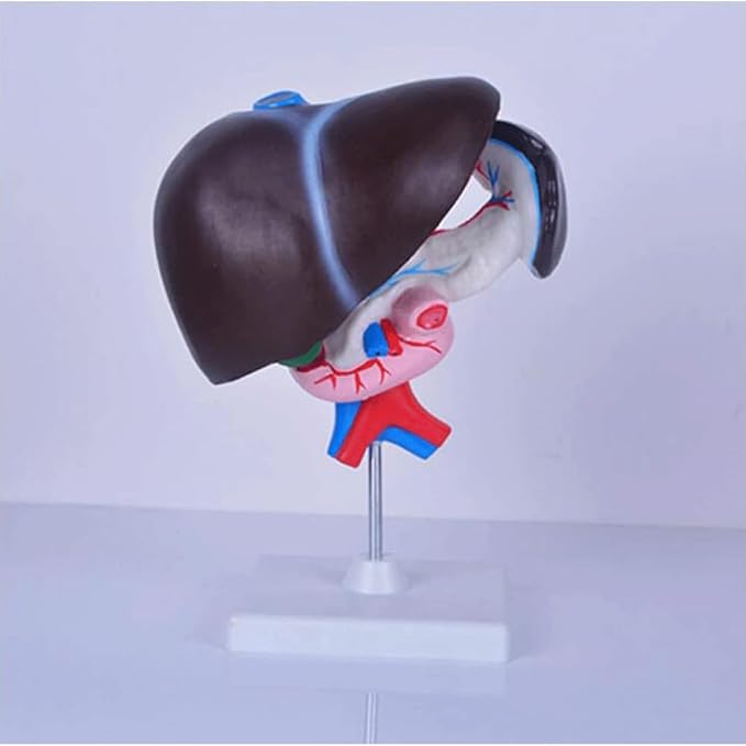 FROON Human Organ Model Artificial Liver Pancreas Duodenum Model Liver Teaching Aids Medical Liver Anatomy Model Detachable Into 3 Parts for Study Tools for School Study