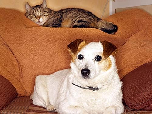 Omega 3 for Cats chewable - Omega 3 Fatty ACIDS for Pets - Dogs and Cats - Premium Health - Anti inflammatory for Cats - 180 Softgels (1 Bottle)