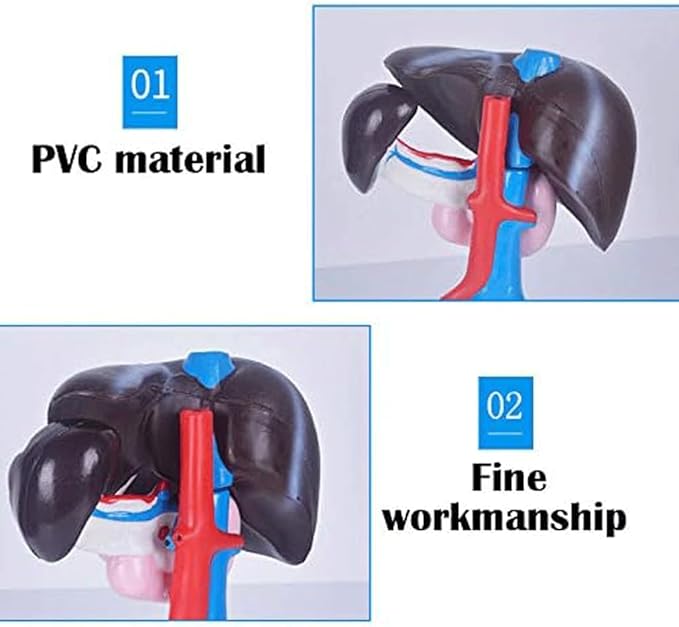 FROON Human Organ Model Artificial Liver Pancreas Duodenum Model Liver Teaching Aids Medical Liver Anatomy Model Detachable Into 3 Parts for Study Tools for School Study