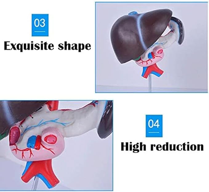 FROON Human Organ Model Artificial Liver Pancreas Duodenum Model Liver Teaching Aids Medical Liver Anatomy Model Detachable Into 3 Parts for Study Tools for School Study