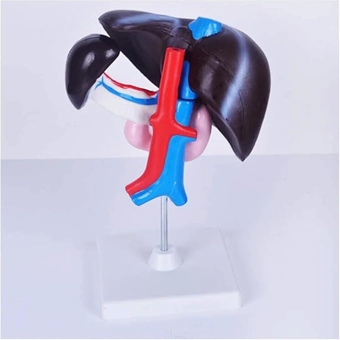 FROON Human Organ Model Artificial Liver Pancreas Duodenum Model Liver Teaching Aids Medical Liver Anatomy Model Detachable Into 3 Parts for Study Tools for School Study