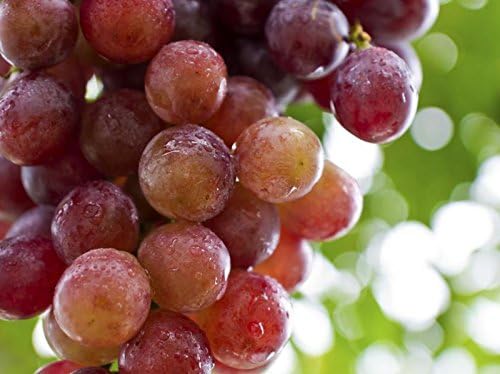 Antioxidant supreme - SUPREME RESVERATROL - Resveratrol and grape seed extract powerful antioxidant resveratrol extract immune support nutritional supplements grape skin extract 2 Bot 120 Caps