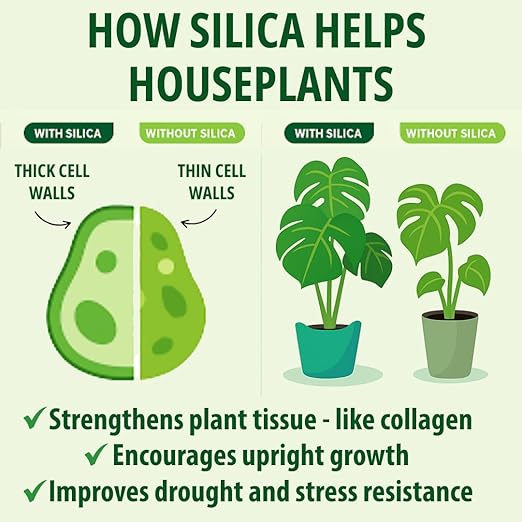 Silica Strength Plant Supplement – Strengthens Stems Supports Upright Leaves &amp Improves Stress Resilience | Ready-to-Use 4.5% Liquid Concentrate for Houseplants | 8 oz | Makes 96 Gallons