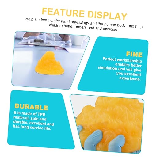 Mobestech Fat Model 5 Pound Fat Anatomical Model Fat Male Models Fat 1lb Examination Supplies Maniquin 1 Pound Fat 1 Pound of Fat Teaching Model 5lb Fat Manikin Body Student Component TPE