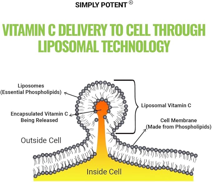 Simply Potent Liposomal Vitamin C 1200mg — 180 Capsules (90 Servings) | High Absorption Fat Soluble VIT C | Sunflower Lecithin | Immune Support Collagen &amp Antioxidant | Non-GMO Vegan | Made in U