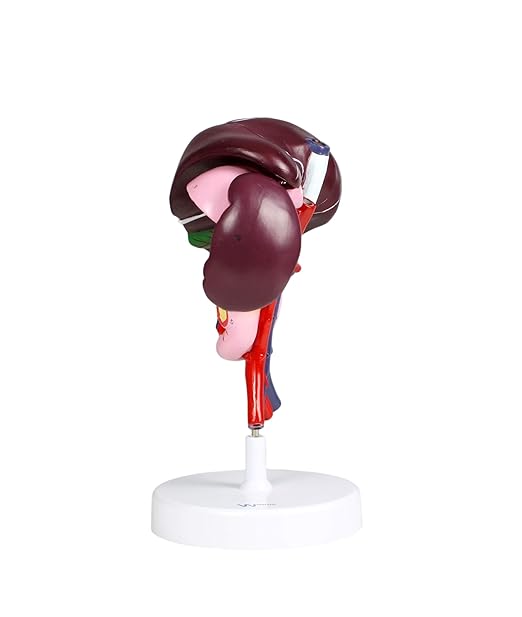 JS00071 Liver Model