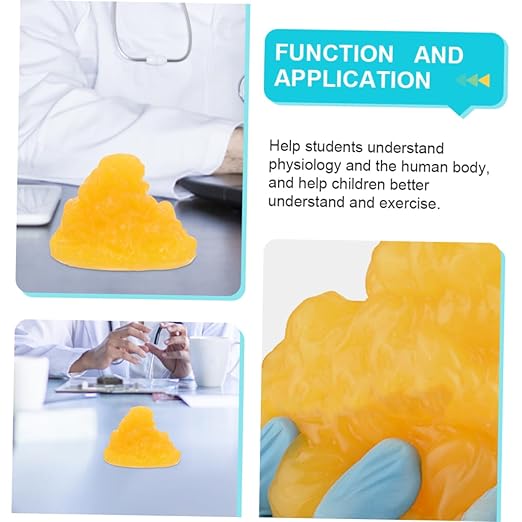 Mobestech Fat Model 5 Pound Fat Anatomical Model Fat Male Models Fat 1lb Examination Supplies Maniquin 1 Pound Fat 1 Pound of Fat Teaching Model 5lb Fat Manikin Body Student Component TPE