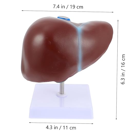 Realistic Human Liver Model Medical Display Model Easy to Use Learning Tool