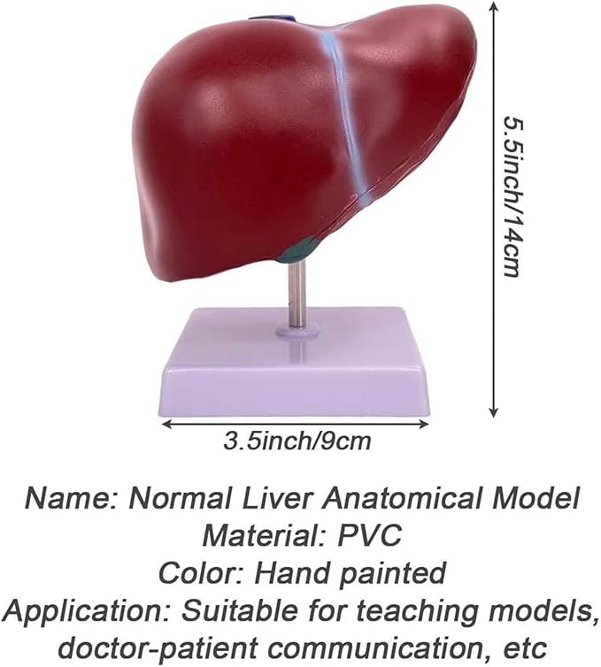 BuTkus Normal Liver Model1:1 Liver Modelwith Digital Labeled and Clear Texture and Anatomical Position Instructions