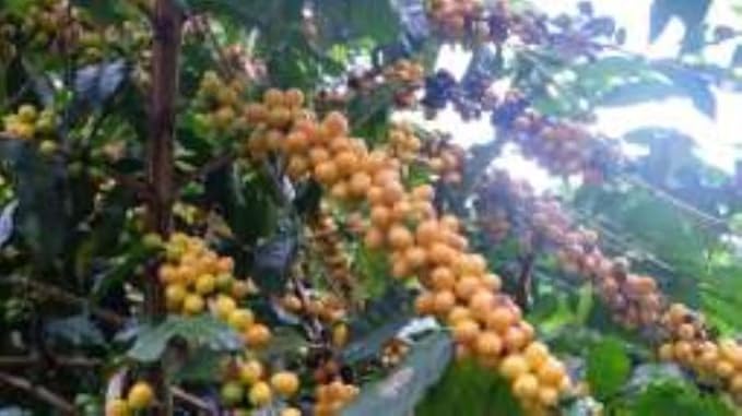 Super High Caffeine | Double Caffeine Organic | Strong Robusta Coffee | Fresh Roasted | Whole Bean | 1 LB 1-Pack