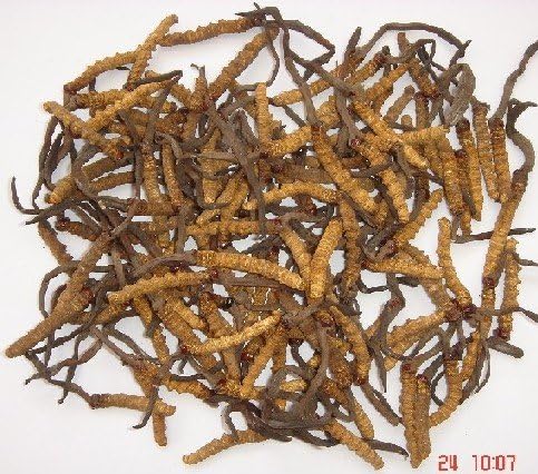 Treasure of Tibet Cordyceps Sinensis premium dietary supplemnt