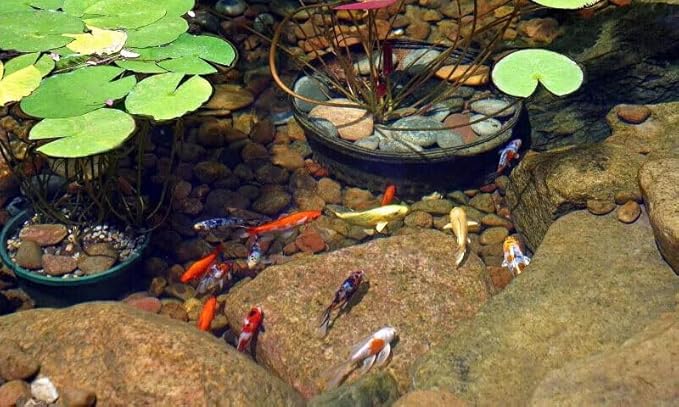 Aquatic Foods Inc. Koi &amp Pond Fish Krill Flakes. Arctic Krill Flakes which Contain Natural Carotenoids &amp Astaxanthin That Will Enhance The Vibrant Colors of Fish...WL…3-lbs Poly Bag