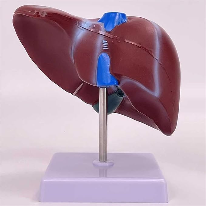 BuTkus Normal Liver Model1:1 Liver Modelwith Digital Labeled and Clear Texture and Anatomical Position Instructions