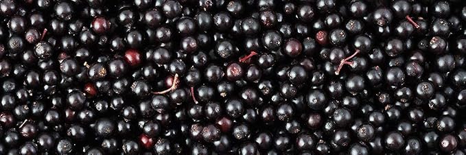 Biotta Organic Elderberry Juice - Naturally Sweetened Fruit Juice For Optimal Immune Support Function - With Immunity Boosting Elderberries - Good Source of Potassium (16.9 Fl Oz Pk of 6)
