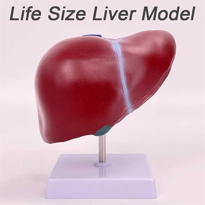BuTkus Normal Liver Model1:1 Liver Modelwith Digital Labeled and Clear Texture and Anatomical Position Instructions