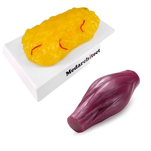 Medarchitect Authentic Human Body Fat &amp Muscle Replica - 1 lb