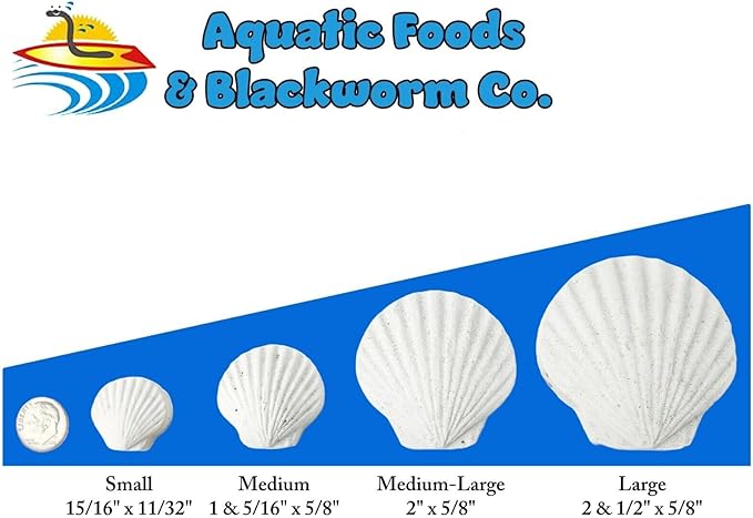 Aquatic Foods Inc. Calcium Feeder Small &amp Medium Shells. Extra Thick Shells for Shrimp Snails Crabs Crayfish Hermit Crabs and All Tropical Fish…75 Count Bag
