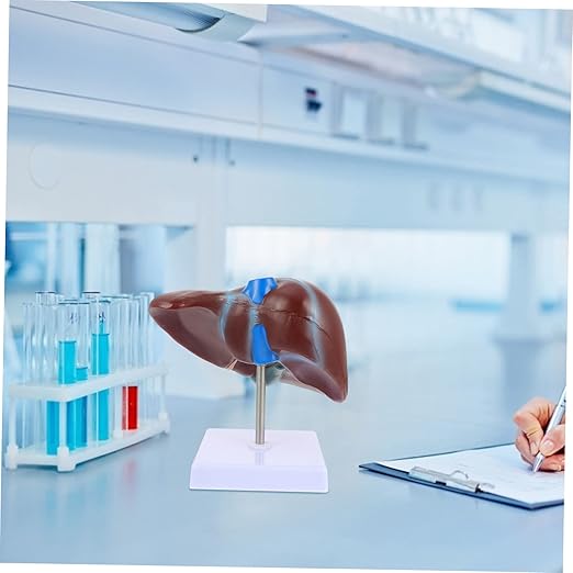 Realistic Human Liver Model Medical Display Model Easy to Use Learning Tool