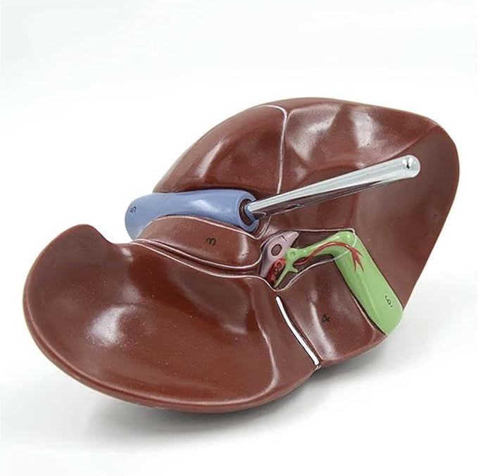 BuTkus Normal Liver Model1:1 Liver Modelwith Digital Labeled and Clear Texture and Anatomical Position Instructions