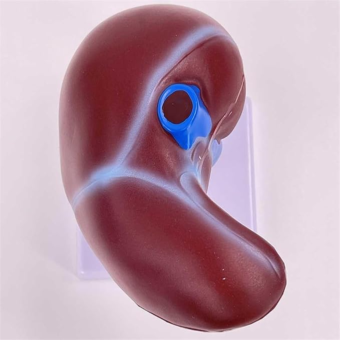 BuTkus Normal Liver Model1:1 Liver Modelwith Digital Labeled and Clear Texture and Anatomical Position Instructions