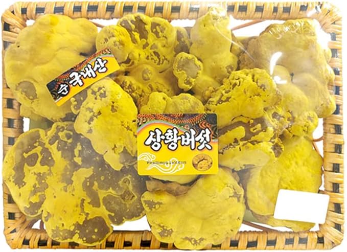 Organic Natural Pure Phellinus linteus Extract Powder-7.05 Ounce (200g)