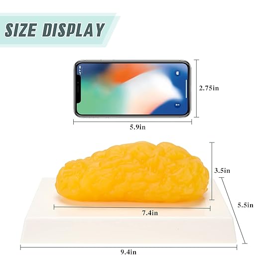 RONTEN 1 lb Human Fat Anatomical Model A True Replica of Human Body Fat Perfect for Nutritionists Fitness Enthusiasts to Display