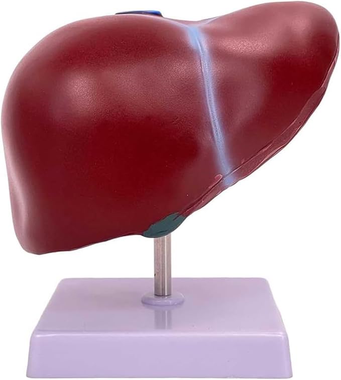 BuTkus Normal Liver Model1:1 Liver Modelwith Digital Labeled and Clear Texture and Anatomical Position Instructions