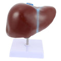 Realistic Human Liver Model Medical Display Model Easy to Use Learning Tool