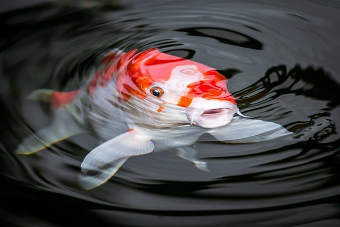 Aquatic Foods Inc. Koi &amp Pond Fish Krill Flakes. Arctic Krill Flakes which Contain Natural Carotenoids &amp Astaxanthin That Will Enhance The Vibrant Colors of Fish...WL…2-lbs Poly Bag
