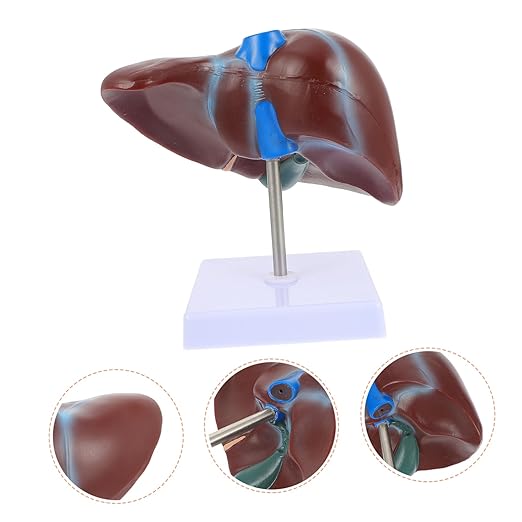 Realistic Human Liver Model Medical Display Model Easy to Use Learning Tool