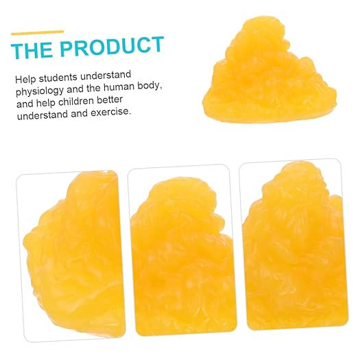 Mobestech Fat Model 5 Pound Fat Anatomical Model Fat Male Models Fat 1lb Examination Supplies Maniquin 1 Pound Fat 1 Pound of Fat Teaching Model 5lb Fat Manikin Body Student Component TPE