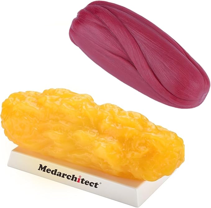 Medarchitect Authentic Human Body Fat &amp Muscle Replica - 5 lb