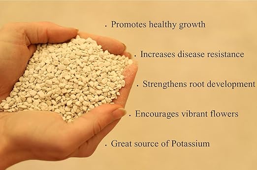 Potassium Sulfate 5 Pounds for Vegetable Gardens - Essential Nutrient for Plant Growth Soil Enrichment and Crop Yield Optimization - Lancaster Agriculture Products